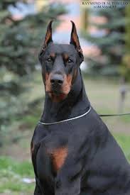 Find Out More On The Fearless Doberman Pinschers Size Dobermanmix Alldoberman Dobermanfacts Doberman Dogs Doberman Pinscher Dog Doberman Pinscher