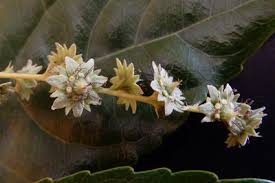 Image result for Homalium abdessammadii