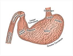Upper Gastrointestinal Endoscopy Techniques Part 2 Today S Veterinary Practice
