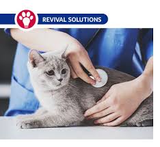 This will keep them current on their vaccinations. How Often Should Cats Go To The Vet