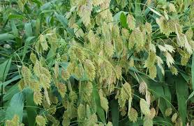 Image result for Chasmanthium