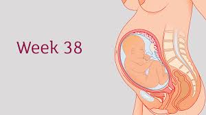 38 Weeks Pregnant All You Need To Know Tommy S