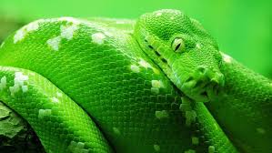snake
