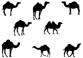 Depending upon which deck you. 50 Best Camel Tattoos Design And Ideas