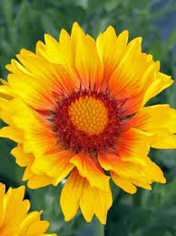Some blooms are small, others are large or brightly colored. Gaillardia Sunset Sunrise Blanket Flower Exceptional Long Lasting Color And Strong Stems Bright Yellow Layere Yellow Flowers Names Plants Flowers Perennials