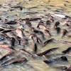 Swai fish has a mediocre nutritional profile and may best be avoided. 1