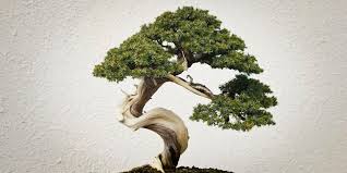 The appearance of chinese elm, elegant and ancient, is the classic bonsai look and, if you are prepared to take care of the jade will grow outdoors, but is sensitive to the cold and is, therefore, best grown indoors with plenty of sunlight. 5 Types Best Indoor Bonsai Trees That Portray Beauty Since Ages Floweraura