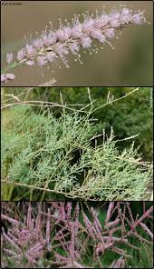 Image result for Tamaricaceae