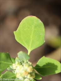 Image result for Chenopodium opulifolium