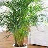 Areca palme handles over nettet. 1