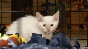 Find cats and kittens for adoption at the michigan humane society. Animal Humane Society Has New Adoption Procedures For Kitten Season Ccx Media