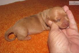 One of our main goals is to produce gorgeous puppies with exceptional temperaments and exemplary health. Dachshund Mini Puppy For Sale Near Dallas X2f Fort Worth Texas 24bc458d 2171 Mini Puppies Dachshund Mini Dachshund
