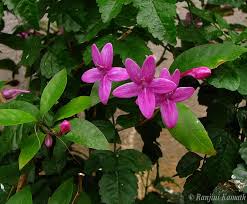 Image result for Eranthemum laxiflorum