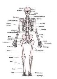 Human anatomy is the study of the shape and form of the human body. Biology Skeletal System Anatomy Diagram Human Skeletal System Skeletal System Skeletal System Anatomy