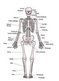 Posted in bones, diagrams | tagged body skeleton, human skeletal anatomy, human skeleton, human skeleton anatomy, skeletal,. Biology Skeletal System Anatomy Diagram Human Skeletal System Skeletal System Anatomy Skeletal System