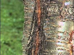 At the time he wrote these trees rarely fruit, but a seedling from this tree was selected as prunus 'dream catcher' by the us national arboretum. Home Gardener Tree Problems Flowering Cherry Youtube