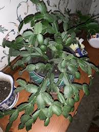 A spiral topiary may look intimidating, but it is an easy project. How Do I Take Care Of This Christmas Cactus Hometalk