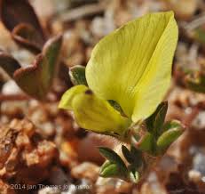 Image result for Melolobium