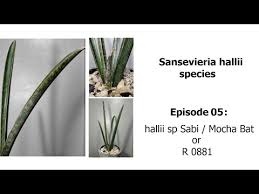 Image result for Sansevieria hallii
