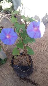 Tanaman Morning Glory Grandpa Ott S Http Bibitbunga Com Tanaman Morning Glory Grandpa Otts Tanaman Tanaman Rambat Bunga