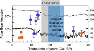 This image does not follow our content guidelines. Genomic Evidence Of Globally Widespread Admixture From Polar Bears Into Brown Bears During The Last Ice Age Biorxiv