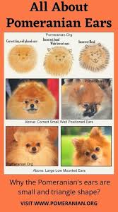 Pomeranian Ears Cutest Small Dog Breeds Pomeranian Dog Pomeranian