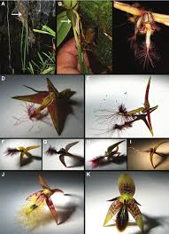 Image result for Bulbophyllum schinzianum