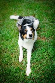 Check spelling or type a new query. Tall Border Collie Explore Tumblr Posts And Blogs Tumgir