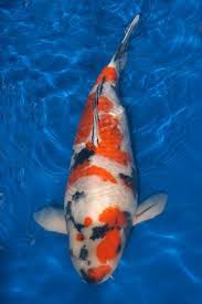 The tail is more rounded than forked. Page Not Found Japanese Koi Importer Show Quality Koi Koi Ponds Andrew S Koi International Koi Japanese Koi Koi Carp