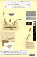 Image result for Harpachne schimperi