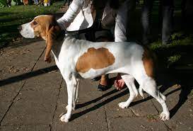 The general appearance is of a hound similar to the schweizer laufhund, with a smaller body and shorter legs. Schwyzer Laufhund Wikipedia