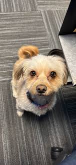 Found lost dog in Placerita Canyon area