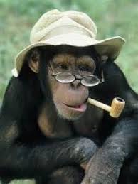 Foto Aapje Grappige Dierenhumor Grappige Dieren Dierenhumor