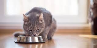 Cats that achieve a complete remission live longer than those achieving a partial remission and a small percentage can live more than 2 years. How To Feed A Cat With Skin Cancer