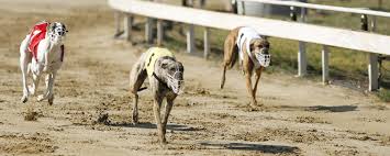 We did not find results for: Greyhound Racing Betting Sites Best Bookmakers For Betting On Dog Racing Online Betting Uk
