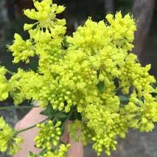 I'm not beautiful like you, i'm beautiful like me! Camille Beck Baron Beck Frus Person National Portrait Gallery Beck Married Diane Millman Beck In 1982 Monte Belair