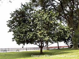 Image result for Coccoloba uvifera
