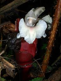 Image result for Aframomum wuerthii