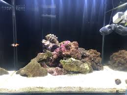 Adding Flame Angel And Coral Beauty In 30g Reef2reef Saltwater And Reef Aquarium Forum