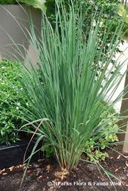 We did not find results for: Cymbopogon Citratus Dc Stapf