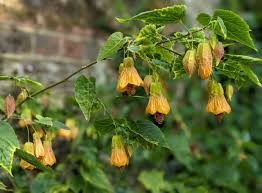 Image result for Abutilon grantii