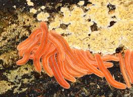 Image result for Brachycome mossambicensis