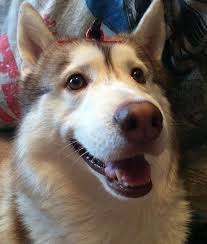 400 Popular Female Dog Names That Start With L Petpress In 2020 Dog Names Female Dog Names Popular Female Dog Names