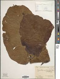 Image result for Oxyanthus goetzei