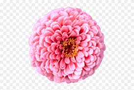 Pngtree has millions of free png, vectors and psd graphic resources for designers.| 4201784 Pink Chrysanthemum Flower Mums Chrysanths Bright Petals Pink Flower Transparent Background Free Transparent Png Clipart Images Download