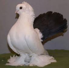 Rostv Tumbler Pigeon Breeds Pigeon Pictures Pet Pigeon