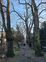 Image result for Icuria