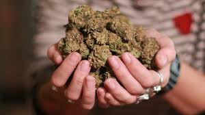 There are some measurement that the single pound of weed contains 448 grams of it. This Is How Much Legal Pot You Can Take On Domestic Flights Cbc News