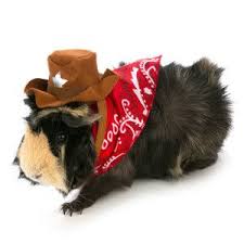 All Living Things Pet Halloween Cowboy Small Pet Costume