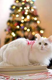 Cute White Christmas Cat Christmas Cats Christmas Cat Photos Merry Christmas Cat